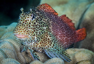 The Elusive Leopard Blenny by Tony Cherbas 